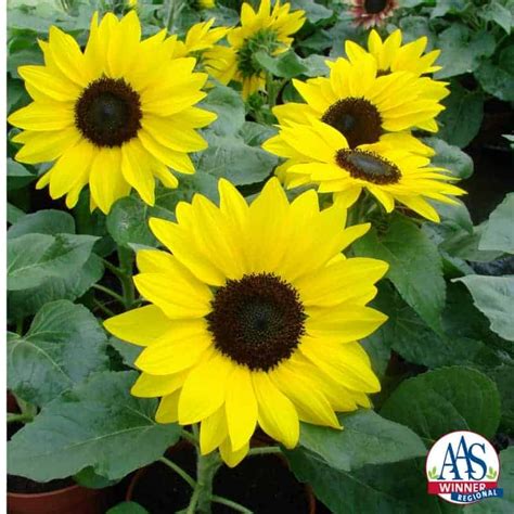 Sunflower Suntastic Yellow With Black Center F1 All America Selections