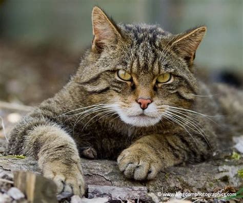 Pin By Tuxi Stringer On Scottish Wildcat Wild Cats Small Wild Cats Cats