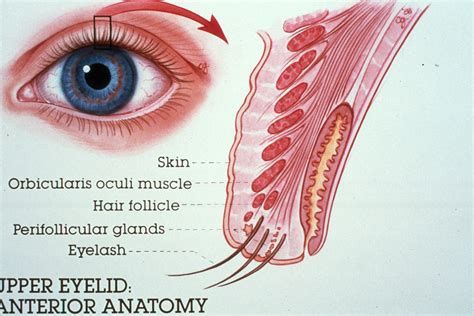 Anatomy Of Lower Eyelid Anatomy