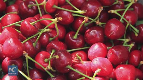 Chinese Demand Keeps Chiles Cherry Sector Booming Youtube