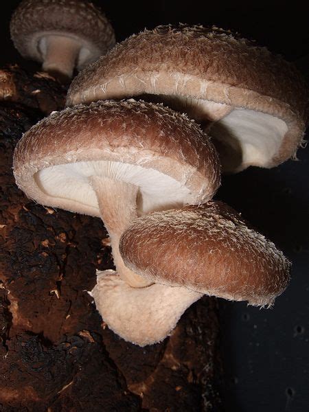 Accessj 5 Types Of Edible Japanese Mushroom