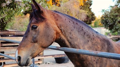 Combating Common Equine Skin Problems Alltech
