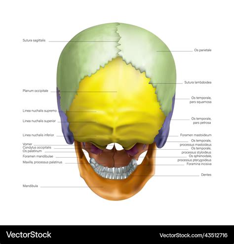 Anatomy Of The Occipital Part Of The Human Skull Vector Image