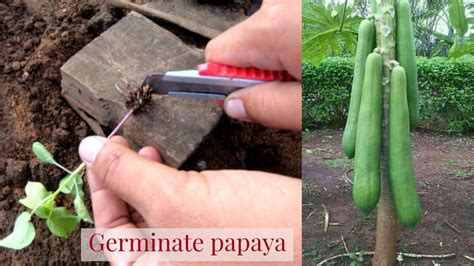 How To Germinate Papaya From Seeds And Gender Change From Male To Female YouTube