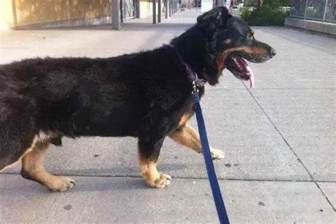 Rottweiler Corgi Mix Appearance Size Personality And Care