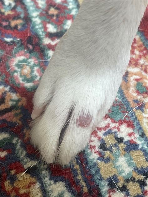 Small Soft Pink Lump On Dog Paw Dog Forum