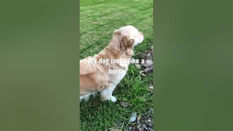 Does My Dog Look Like A Horse Dog ⚠️ Dog Warning ⚠️ Youtube