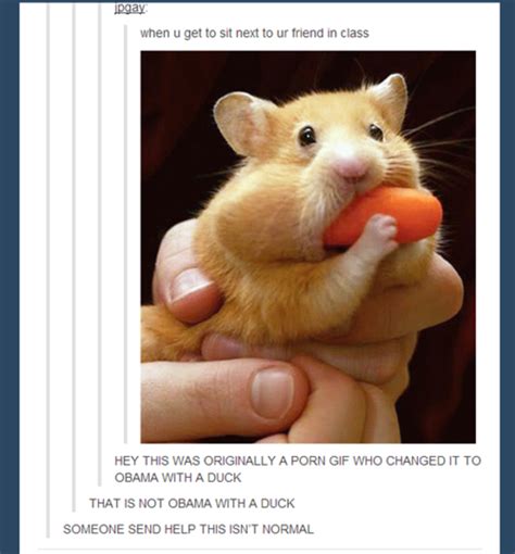 Hamster Tumblr When U Get To Sit Next To Ur Friend In