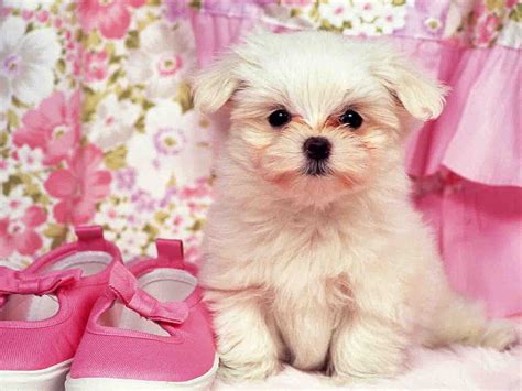 Pink Puppy Posted By Zoey Mercado Hd Wallpaper Pxfuel