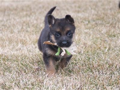 You can find more puppies for sale precious welsh corgi, pembroke puppies. Vollmond - German Shepherd Puppies For Sale | Chicago ...