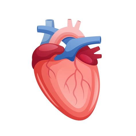 Premium Vector Human Heart Vector Medical And Healthcare Design