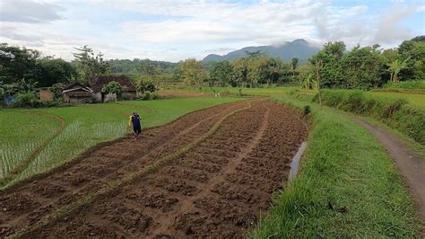 Suasana Pagi Hari Pemandangan Yang Istimewa Di Pedesaan I Desa Ngaglik