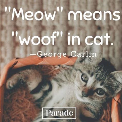 60 Cat Quotes — Best Quotes About Cats Parade Pets