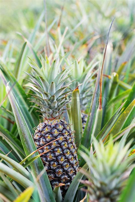 Pineapple Growing On Trees Stock Image Colourbox