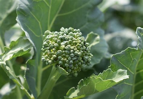 Growing Broccoli In Ohio Dengarden