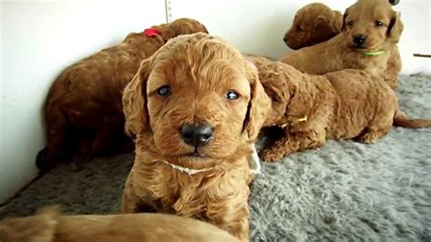 Teddy Bear Goldendoodle Puppies At Youtube