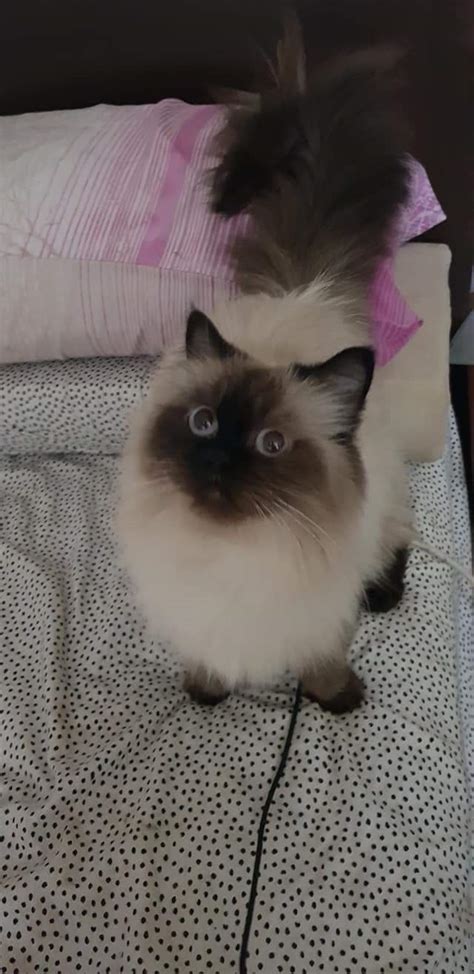 Tilly Female Himalayan X Ragdoll Cat In Qld Petrescue
