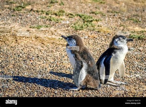 Two Baby Penguins Stock Photo Alamy