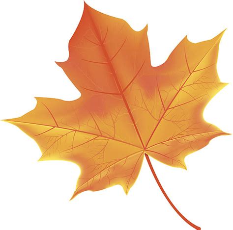 Maple Leaf Illustrations Royalty Free Vector Graphics