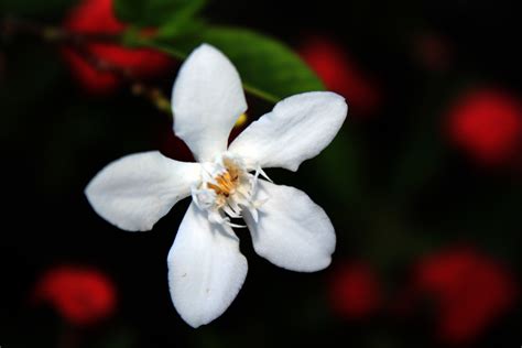 White Single Flower Free Stock Photo Public Domain Pictures