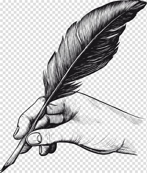 Quill Pens Feather Drawing Feather Transparent Background PNG Clipart