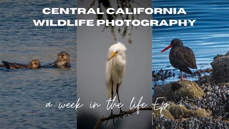 Central California Coast Wildlife Week In The Life Ep 4 Youtube