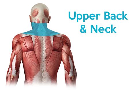 If you know where muscles attach and how they contract then you can know how to. Upper Back Pain | What's Causing the Top of my Spine to Hurt?