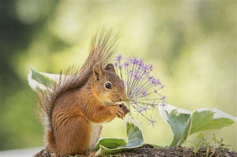 How To Keep Squirrels From Eating Your Flowers Squirrel Squirrel