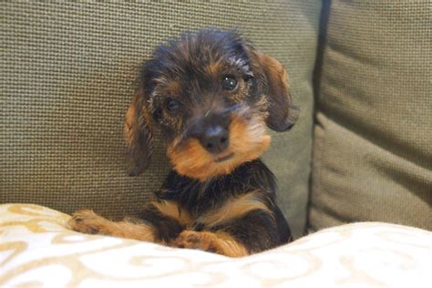 All orders are custom made and most ship worldwide within 24 hours. miniature wire haired dachshund puppies for sale near me