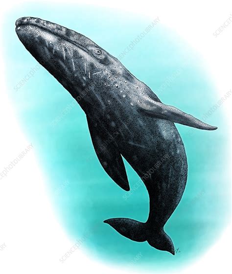 Gray Whale Illustration Stock Image C0274599 Science Photo Library