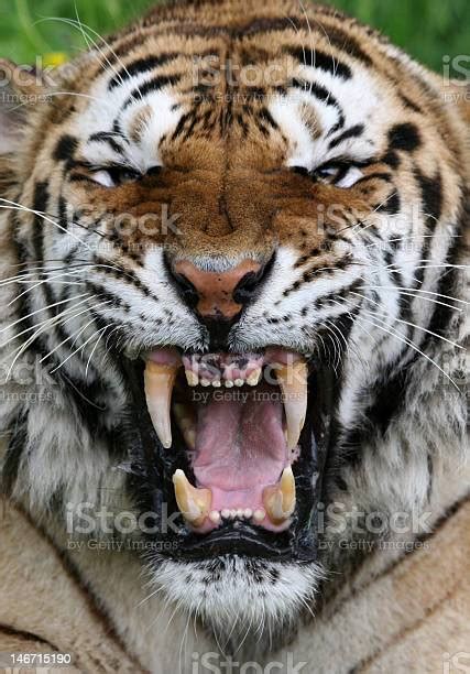Tigers Roar Stock Photo Download Image Now Tiger Roaring