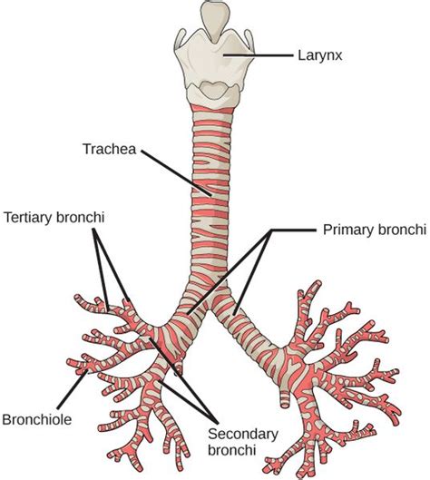 Difference Between Bronchi And Bronchioles Definition Structure