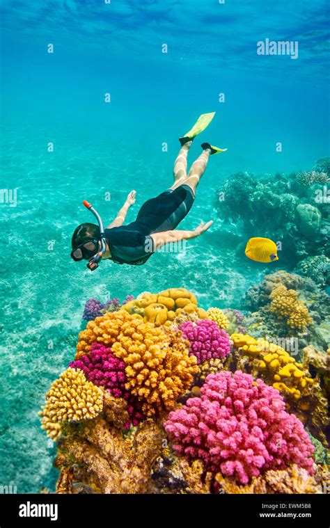 Red Sea Egypt Snorkeling Underwater Marsa Alam Reef Stock Photo