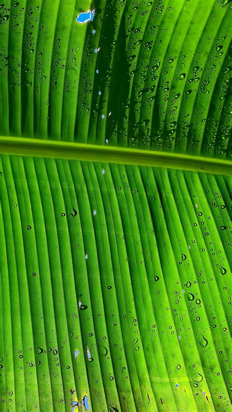 Banana Leaf Wallpaper 4k Green Background Texture Pattern Water