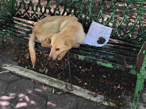 Dog Found Abandoned In A Park With Childs Heartbreaking Note Is