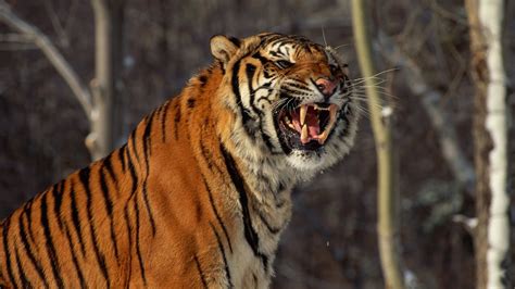 Footage Of Wild Siberian Tiger Captured In Northeast China Youtube