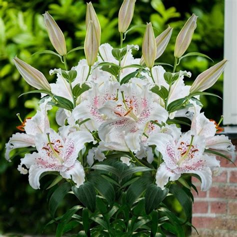 Buy Oriental Lily Muscadet Bulb Lilium Muscadet £179 Delivery By Crocus