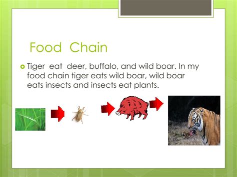 Ppt Tigers By Susan Powerpoint Presentation Free Download Id2830561