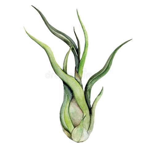 Air Plant Illustration On White Background Watercolor Tillandsia Stock