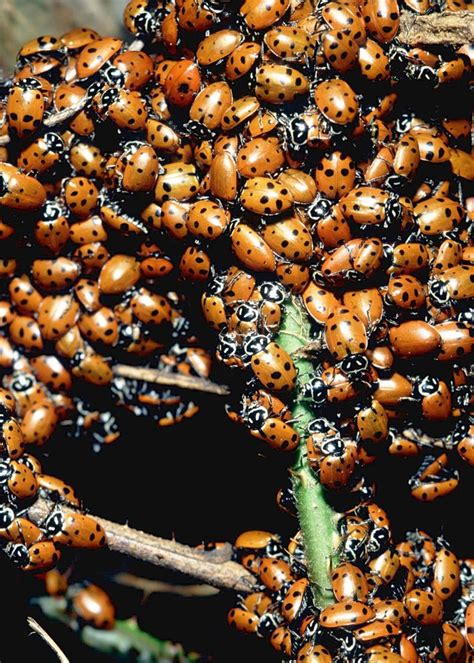 Shop over 700,000 unique canvas wall art prints. Homemade Traps for Flies & Ladybugs | Hunker