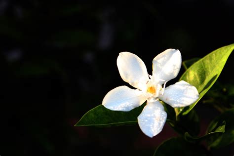 White Flower Background 2 Free Stock Photo Public Domain Pictures