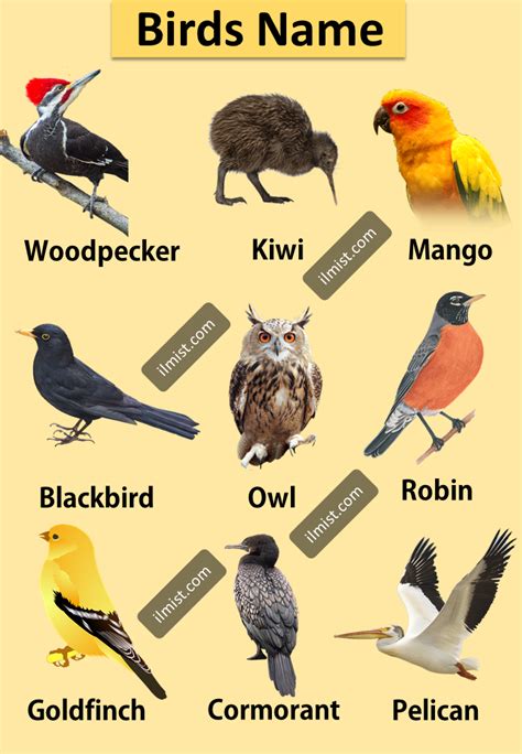 A To Z Birds Names List In English With Pictures Ilmist