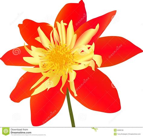 Red Flower Stock Vector Illustration Of Close Petal 6008106