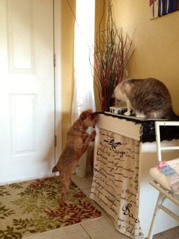 Shop for cat elevated feeders in cat feeding, water & bowls. DIY Elevated Cat Feeding Station / Joyfully Jensen | Cat ...