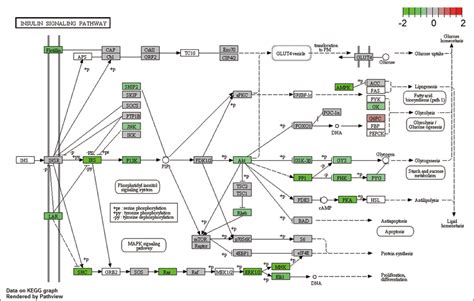 Modified Kegg Insulin Signaling Pathway Maps The Differential Sexiz Pix