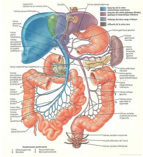 Humans have many body parts including 206 bones and more than 600 muscles. anatomy of body | the human miracle: June 2011 | Anatomie ...