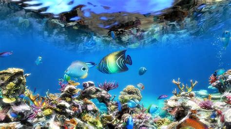 Aquarium Screensaver Windows 10 Wallpapers Wallpapers High Resolution