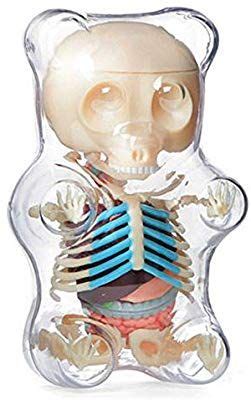 Amazon.com: 4D Vision Animal Anatomy - Gummi Bear Skeleton Anatomy