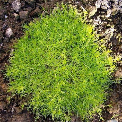 Gold Scotchirish Moss Pearlwort Sagina Subulata Ferri Seeds