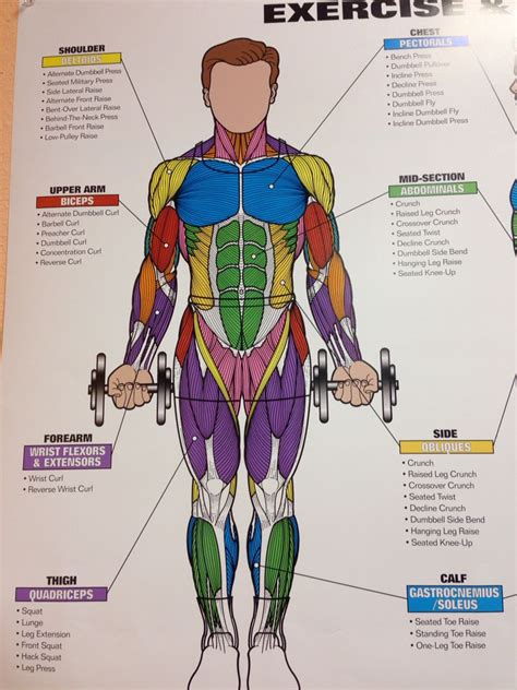 Full Body Muscle Names Chart 101 Proofs For God May 2014 The
